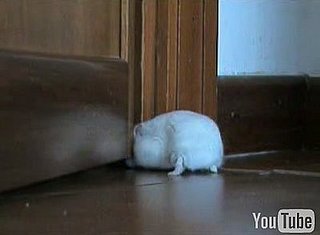 Hamster Tries to Get in Door